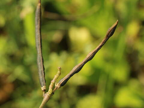 Image of Vigna reflexo-pilosa Hayata