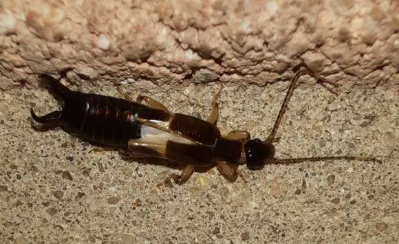 Image of African earwig