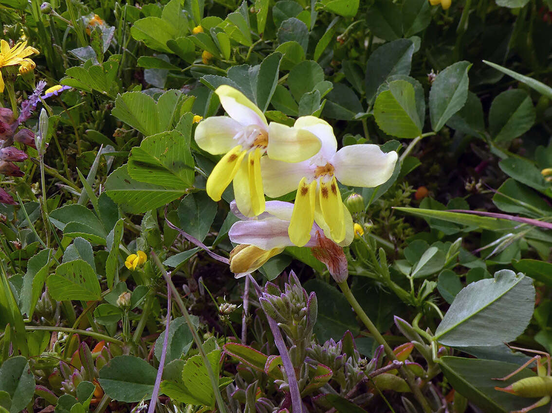 Image of Sparaxis parviflora (G. J. Lewis) Goldblatt