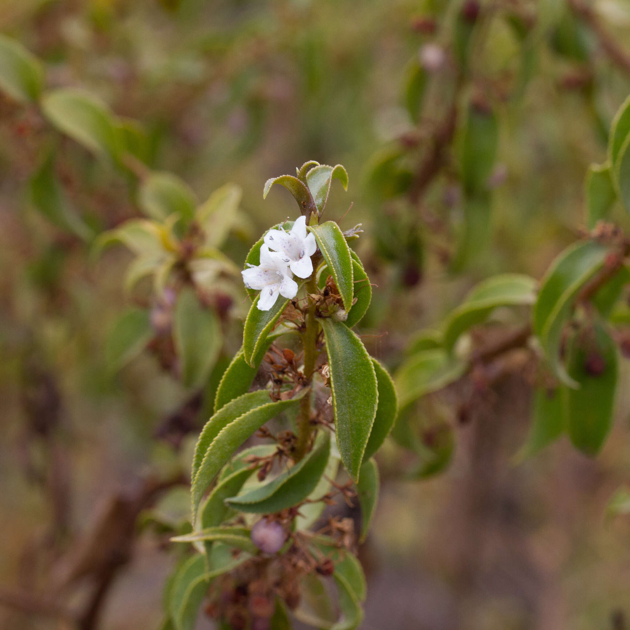 Myoporum viscosum R. Br. resmi