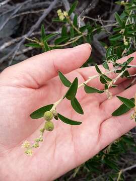 Image of Croton curiosus Croizat