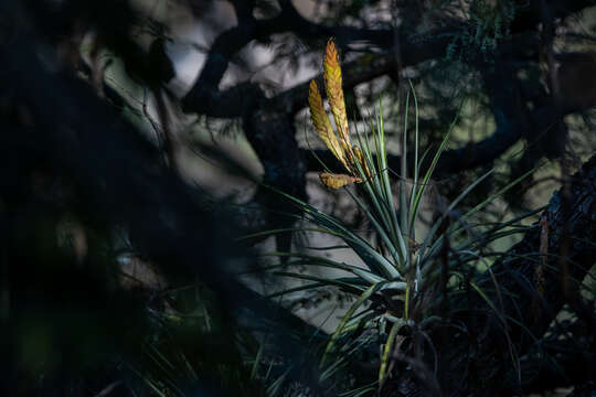 Image of Tillandsia grossispicata Espejo, López-Ferr. & W. Till