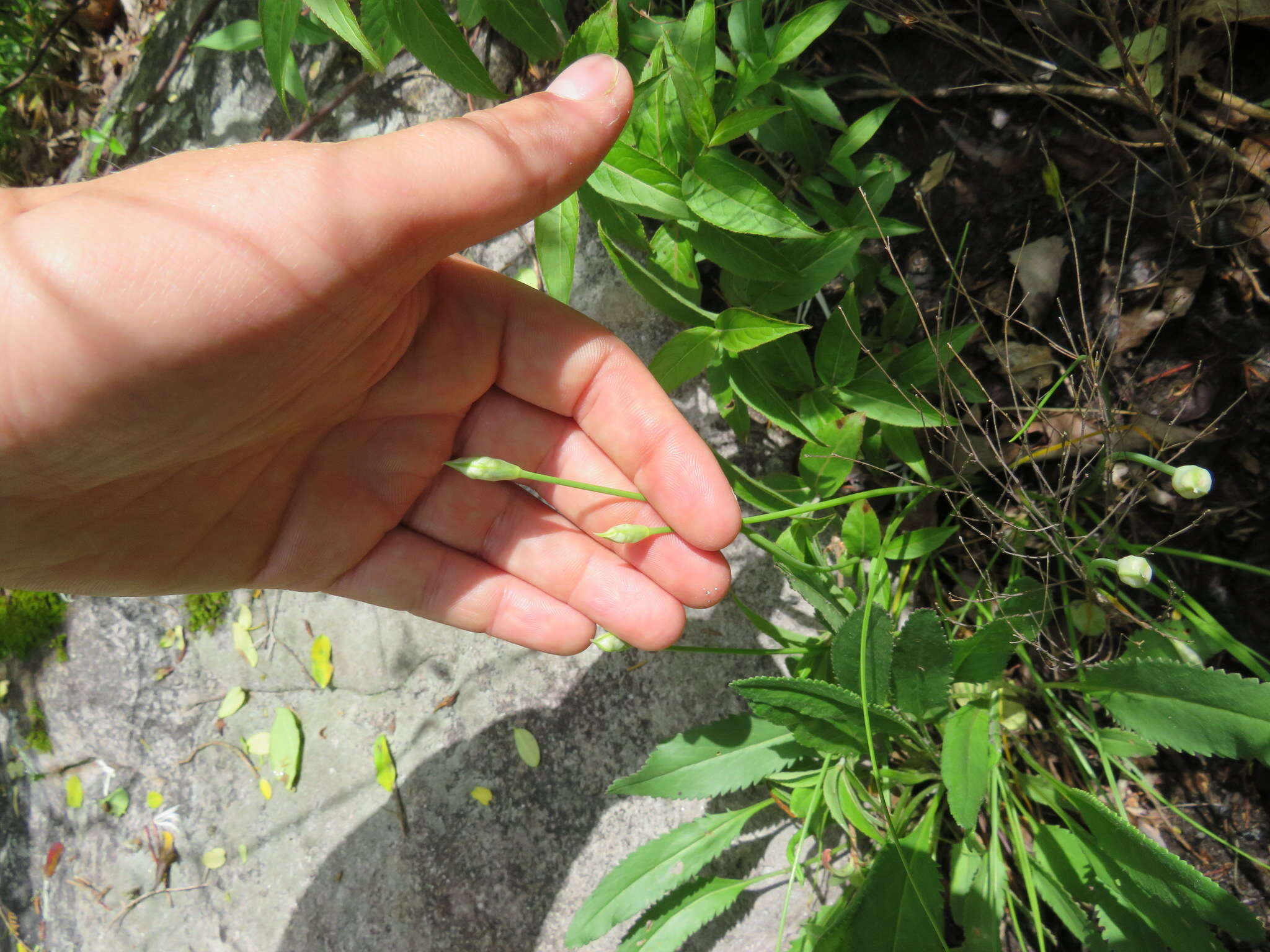 Image of Little River Canyon onion