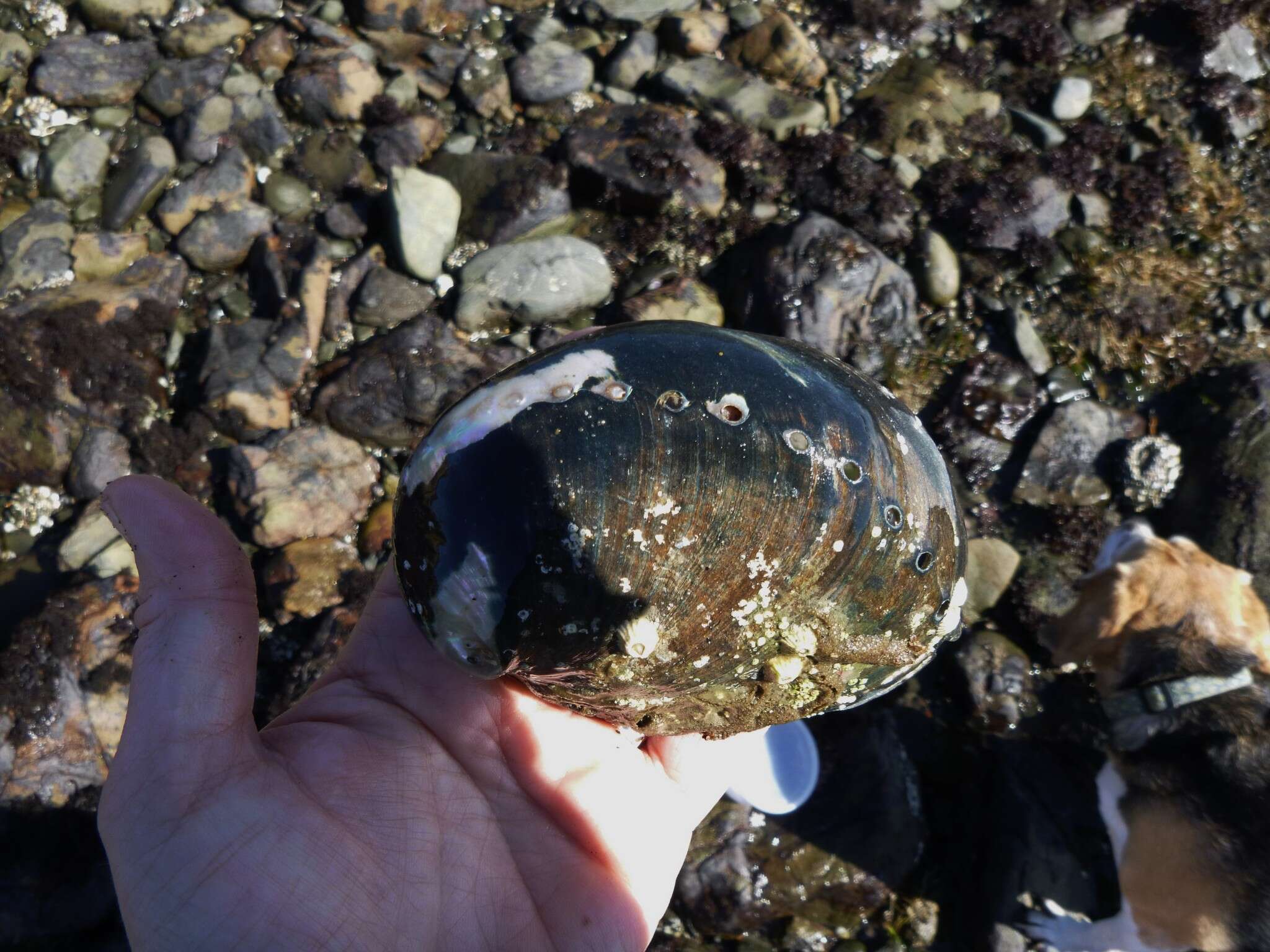 Image of Black Abalone