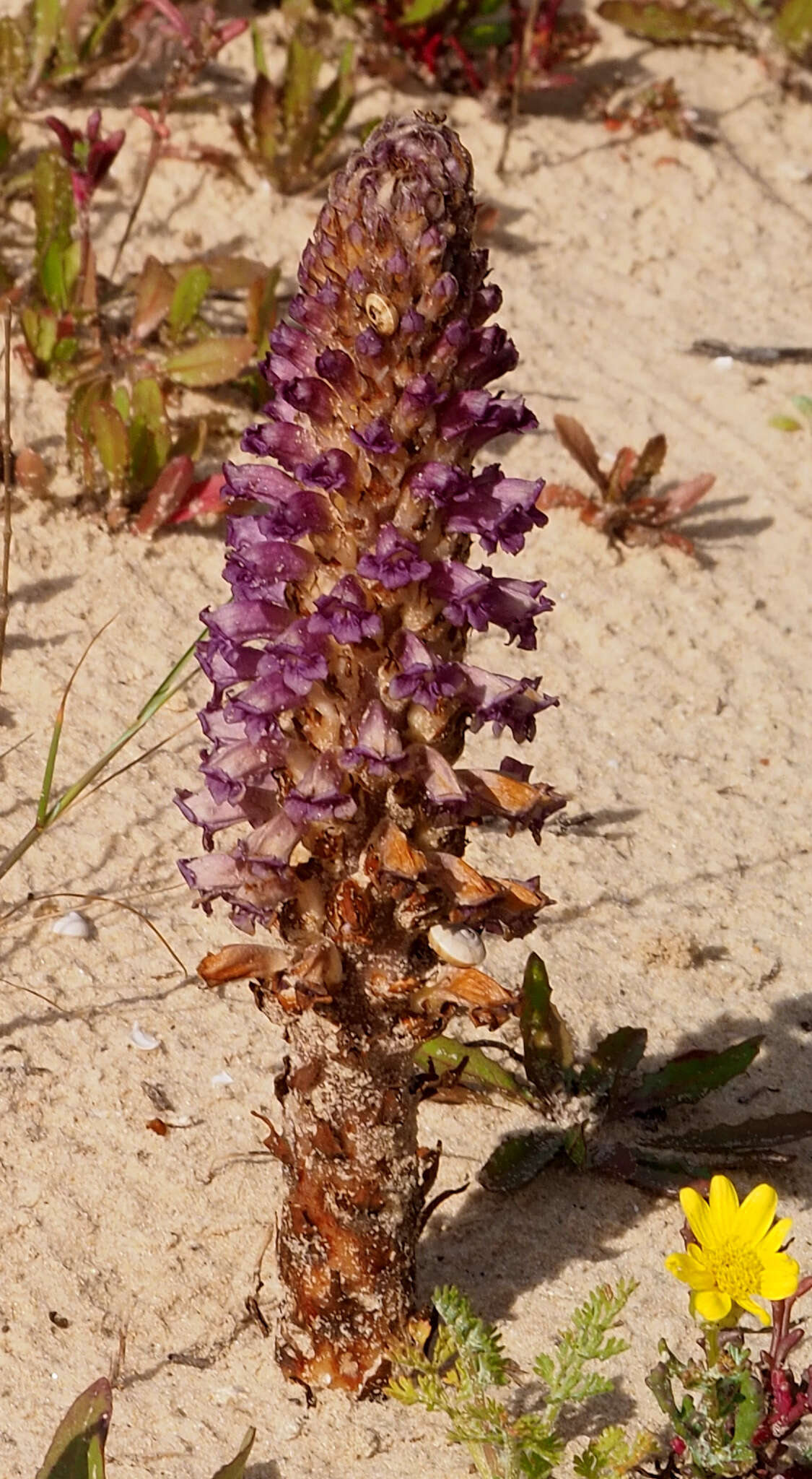 Image of nodding broomrape