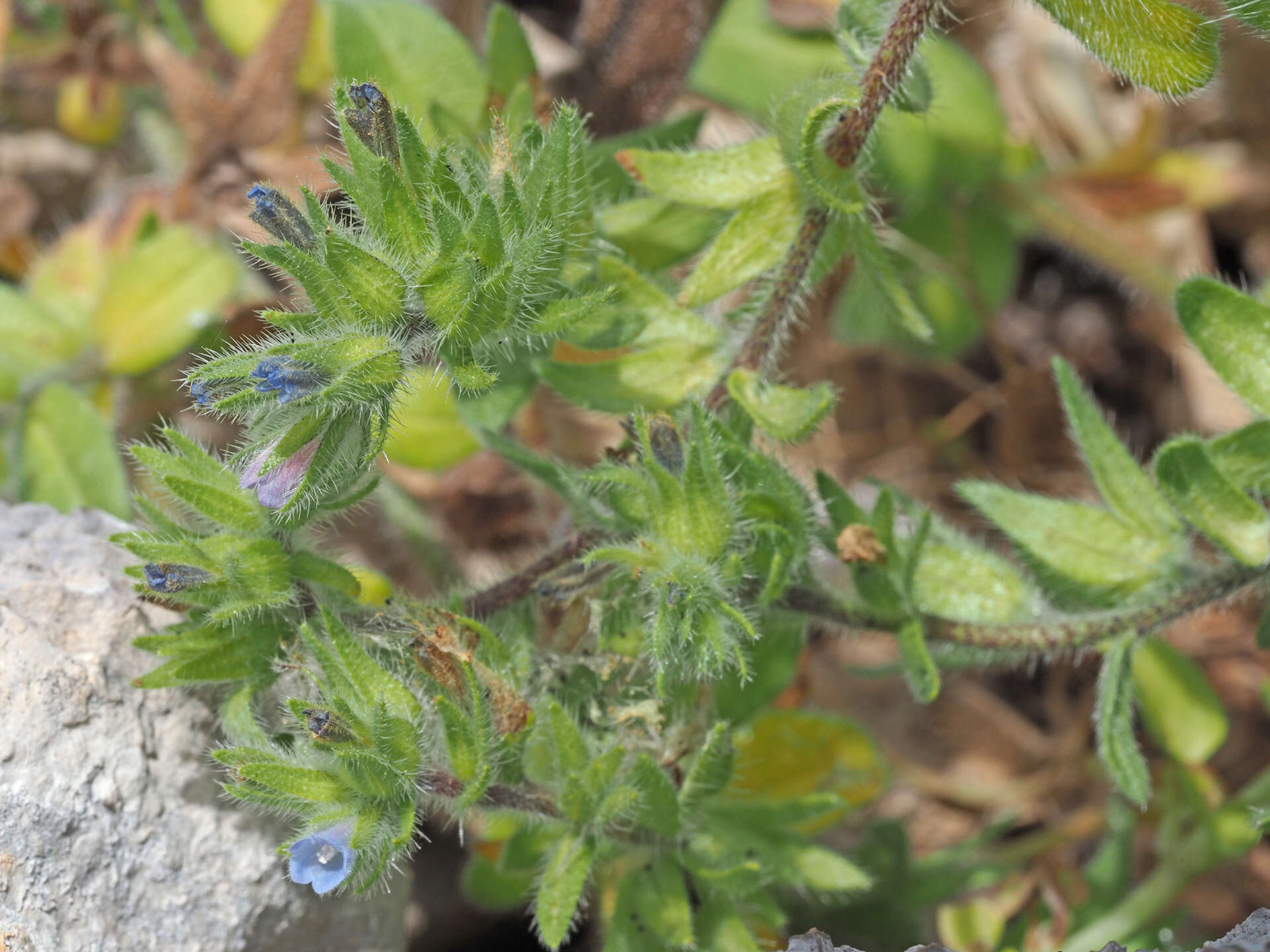 Image of Echium parviflorum Moench