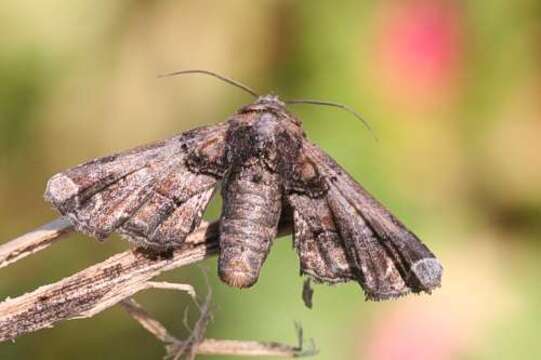 Eutelia adoratrix Staudinger 1892 resmi