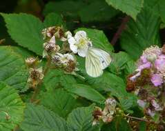 Plancia ëd Pieris napi (Linnaeus 1758)