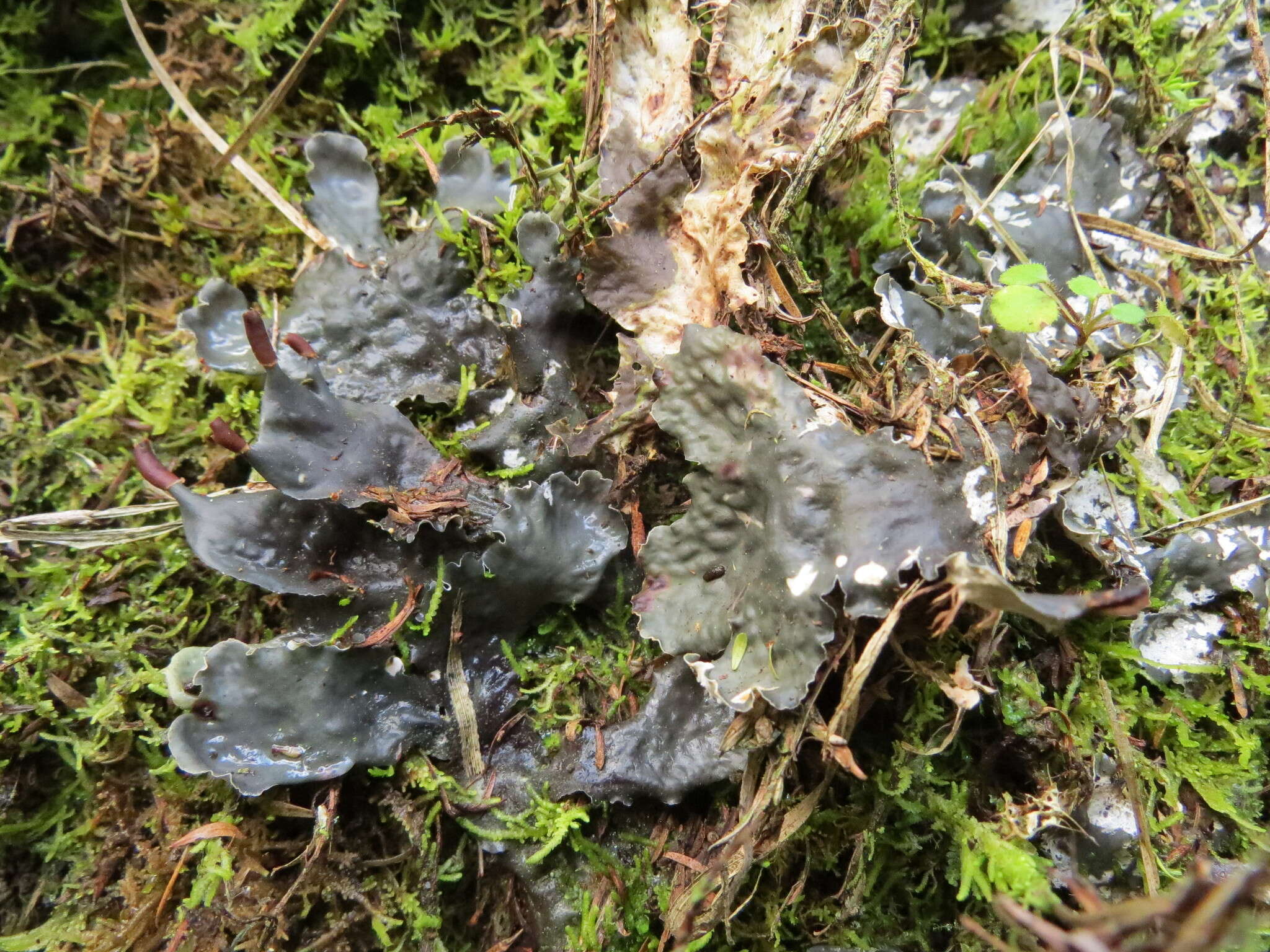 Image of Peltigera dolichorhiza (Nyl.) Nyl.