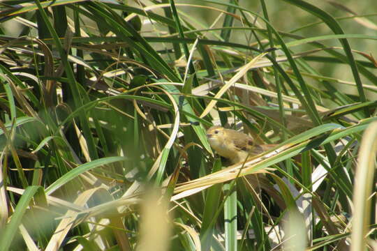 Limnoctites sulphuriferus (Burmeister 1869)的圖片