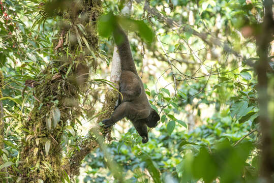 Image of Woolly monkey