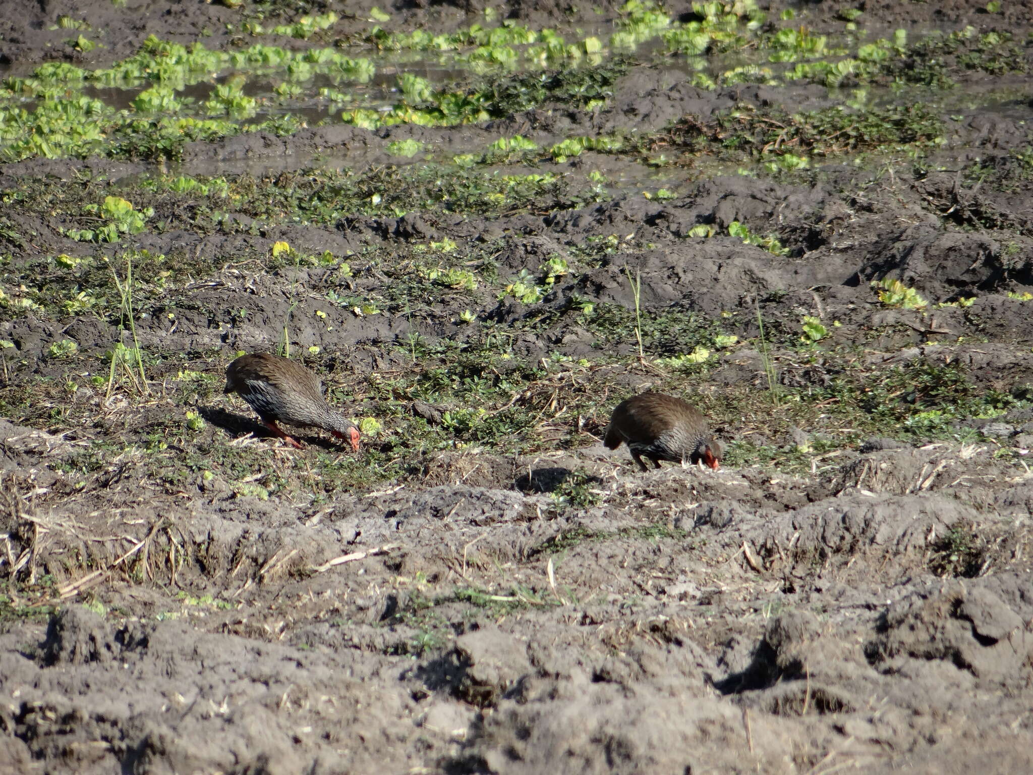 Image of Red-necked Francolin