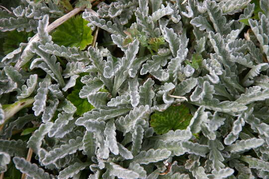 Image of Leucheria hahnii Franch.