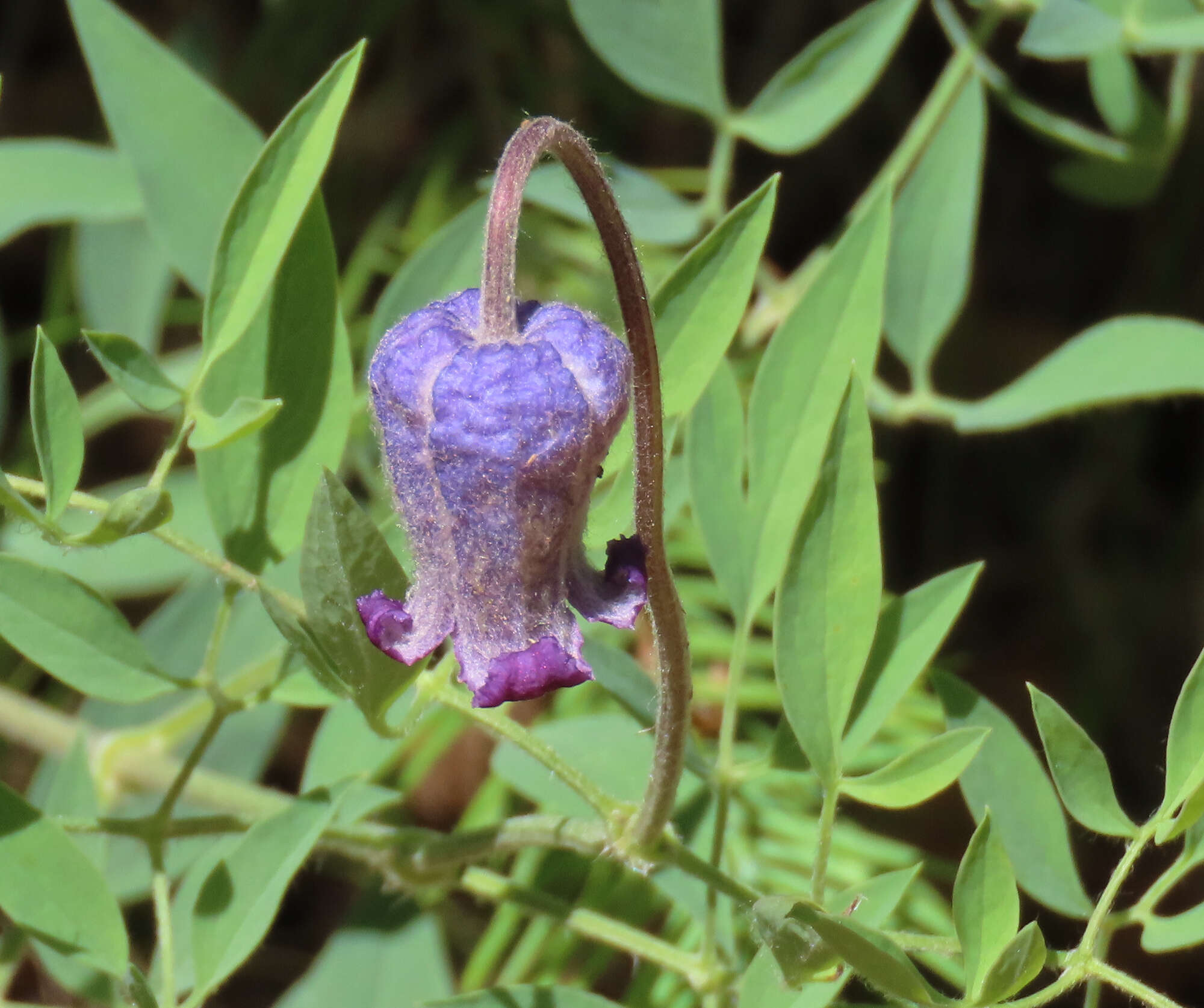 Image of Scott's clematis