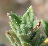 Image of Pteronia hirsuta L. fil.