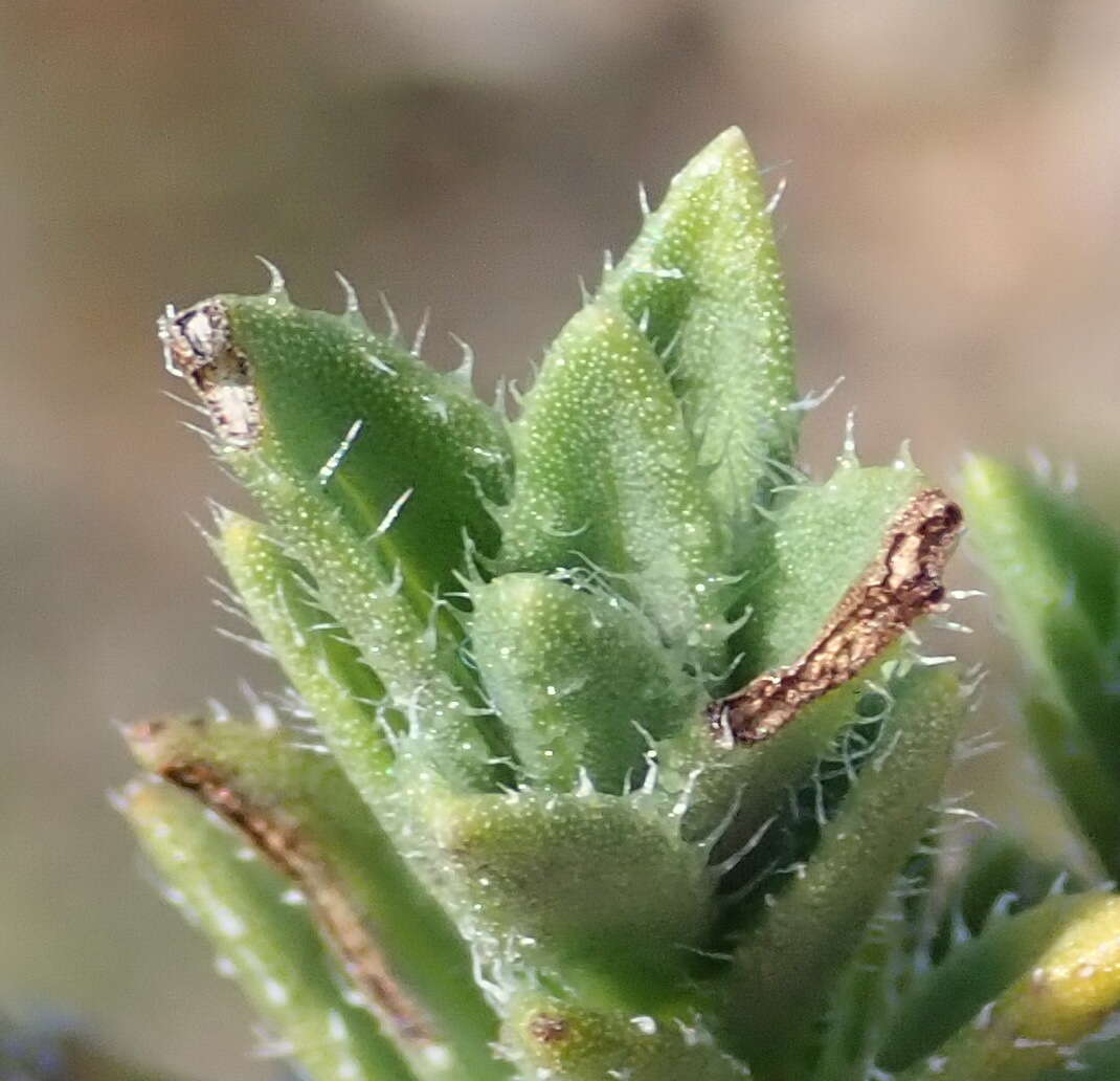 Image of Pteronia hirsuta L. fil.