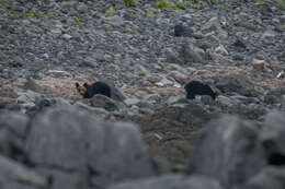 Image of Ussuri brown bear