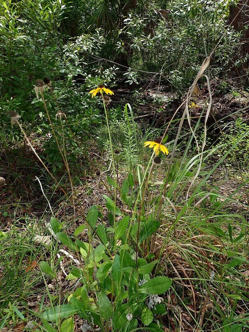Слика од Rudbeckia hirta var. floridana (T. V. Moore) Perdue