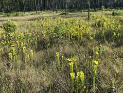 Image of Sarracenia flava var. rugelii (Shuttlew. ex DC.) Mast.