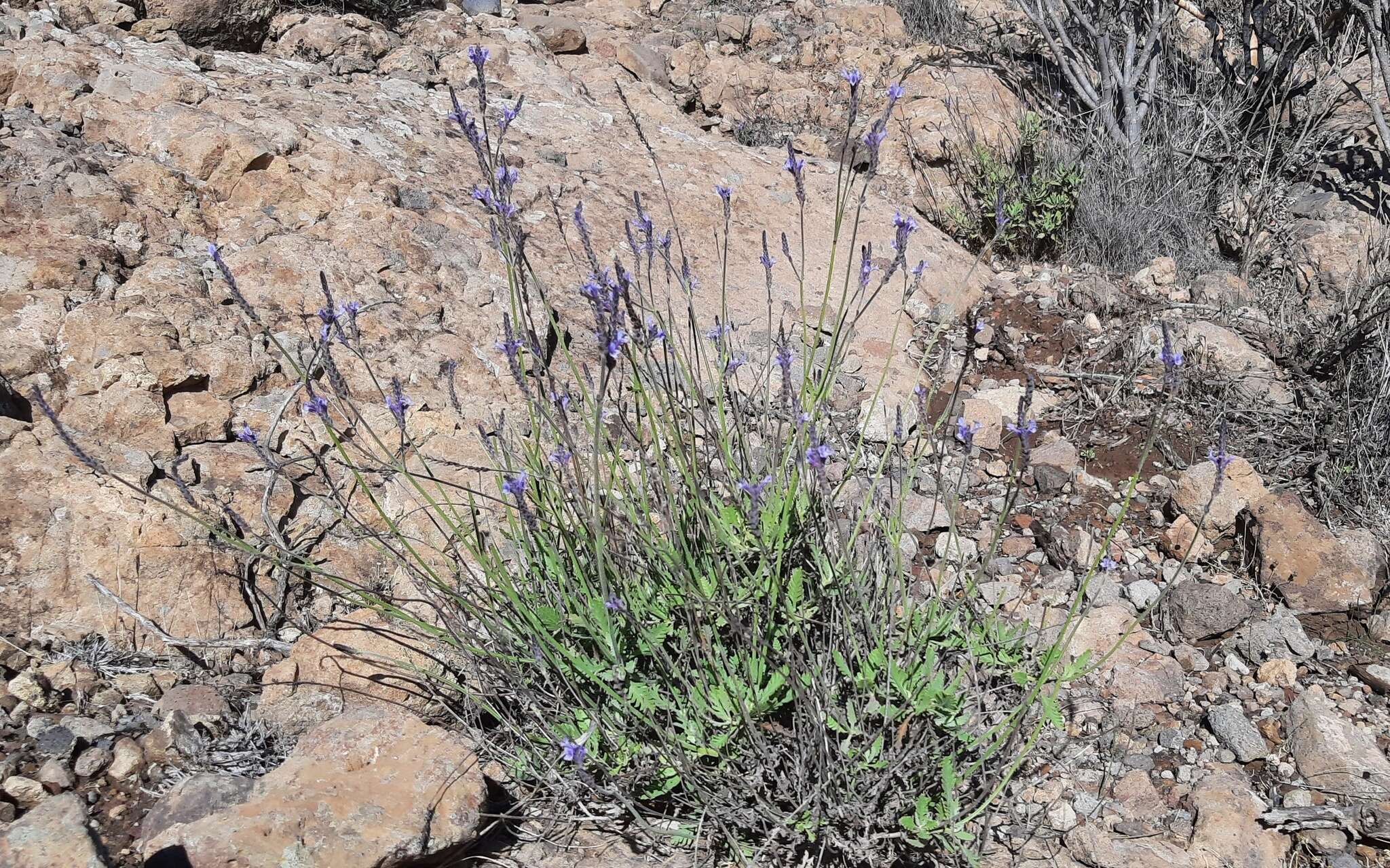 Imagem de Lavandula minutolii Bolle