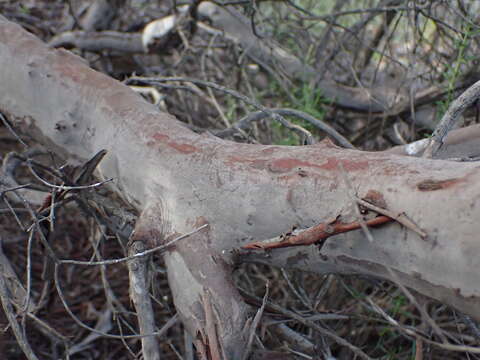 Image of ornithostaphylos