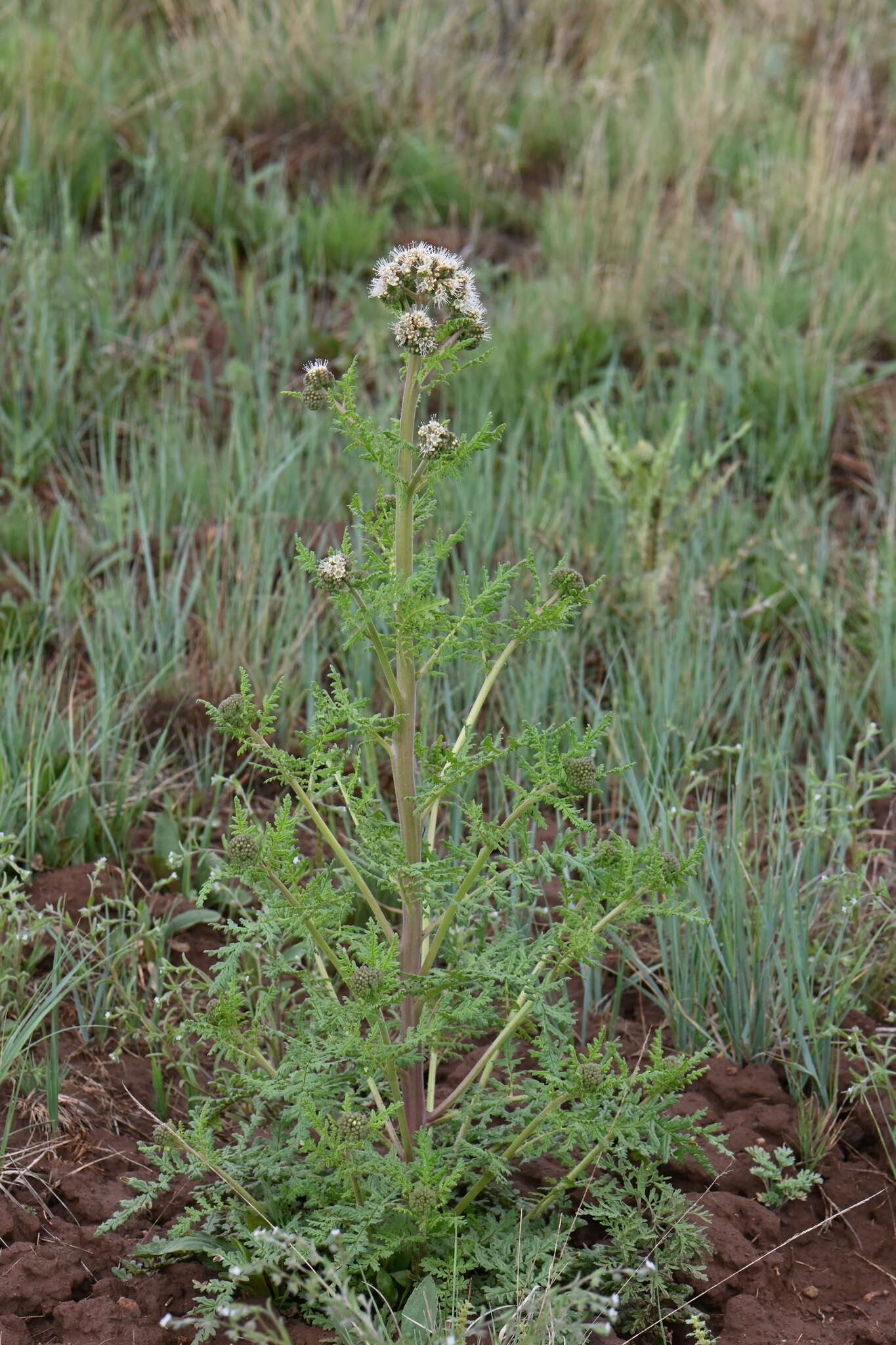 Phacelia alba Rydb. resmi