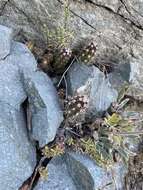 Image of Austrocactus spiniflorus (Phil.) F. Ritter