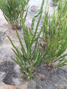 Слика од Salicornia procumbens Sm.