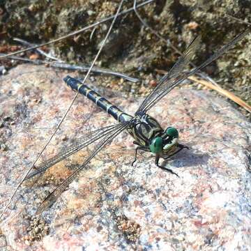 Image of <i>Onychogomphus <i>forcipatus</i></i> forcipatus