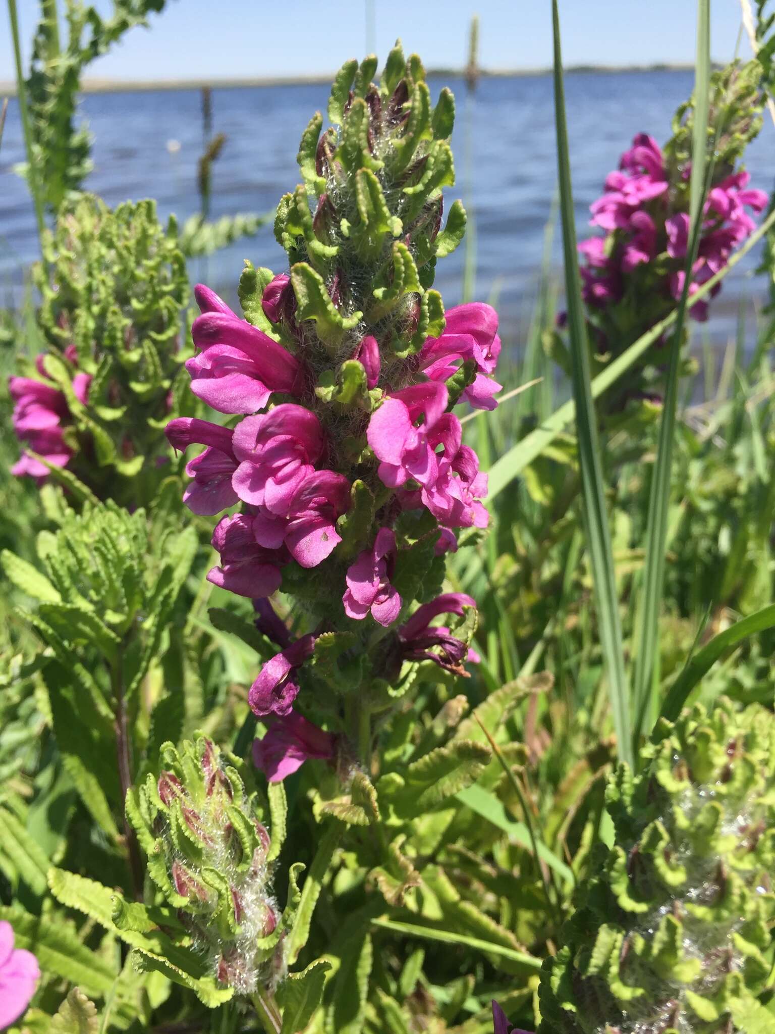 Image of Purple-Flower Lousewort