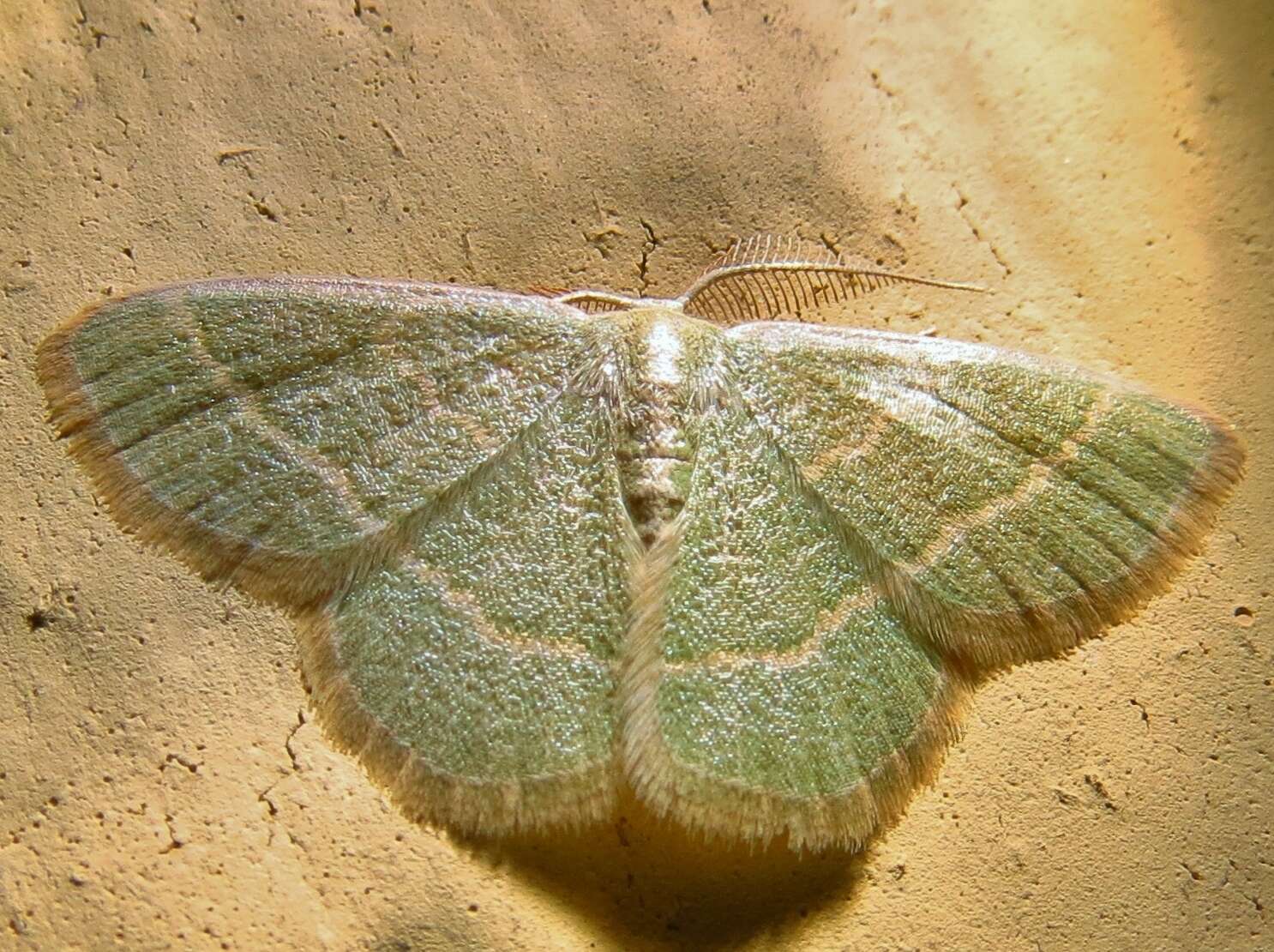 Image of Blackberry Looper Moth