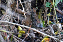 Image of Brown Antechinus