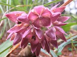 Image of Asclepias circinalis (Decne.) R. E. Woodson