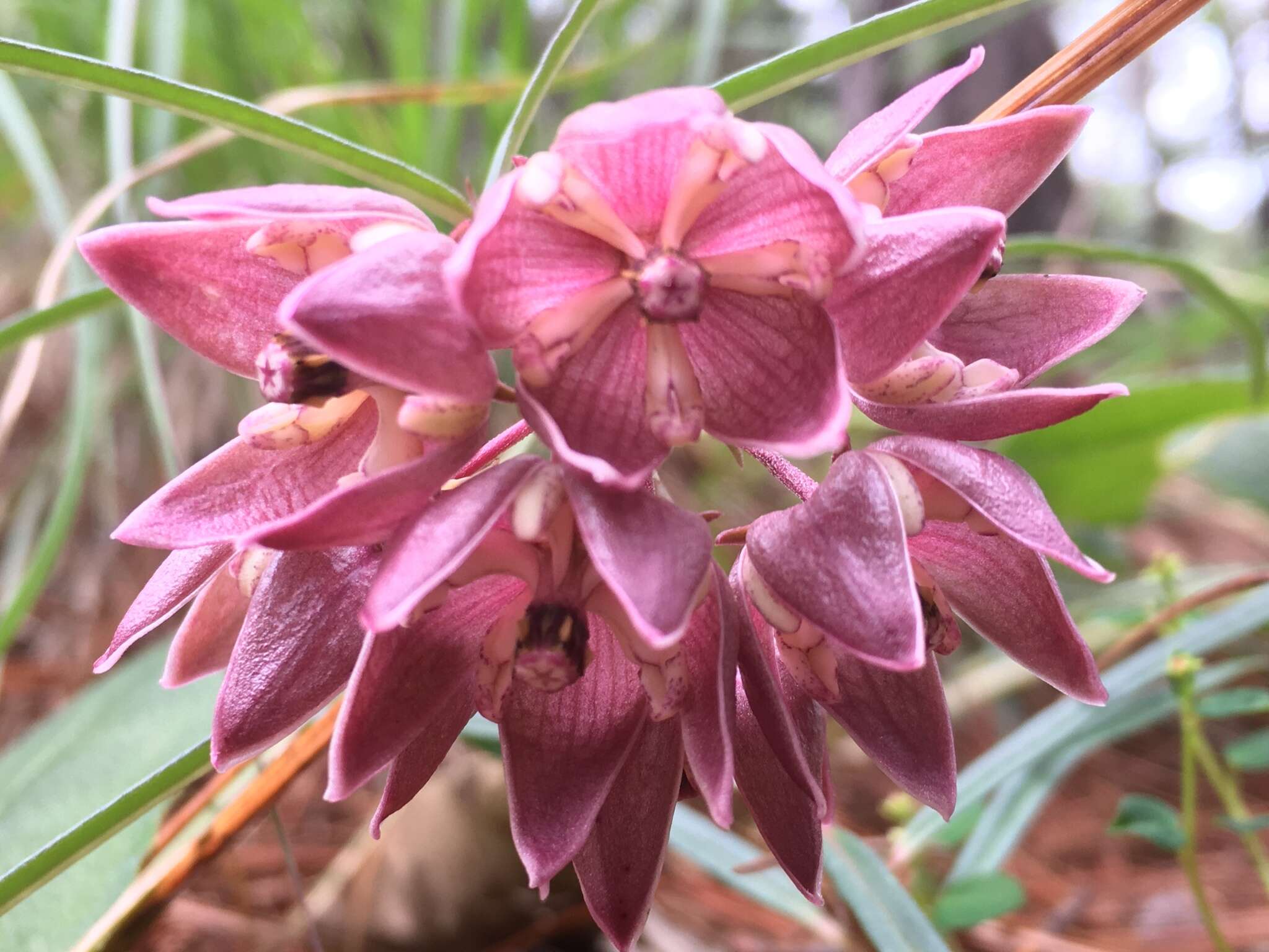 Image of Asclepias circinalis (Decne.) R. E. Woodson