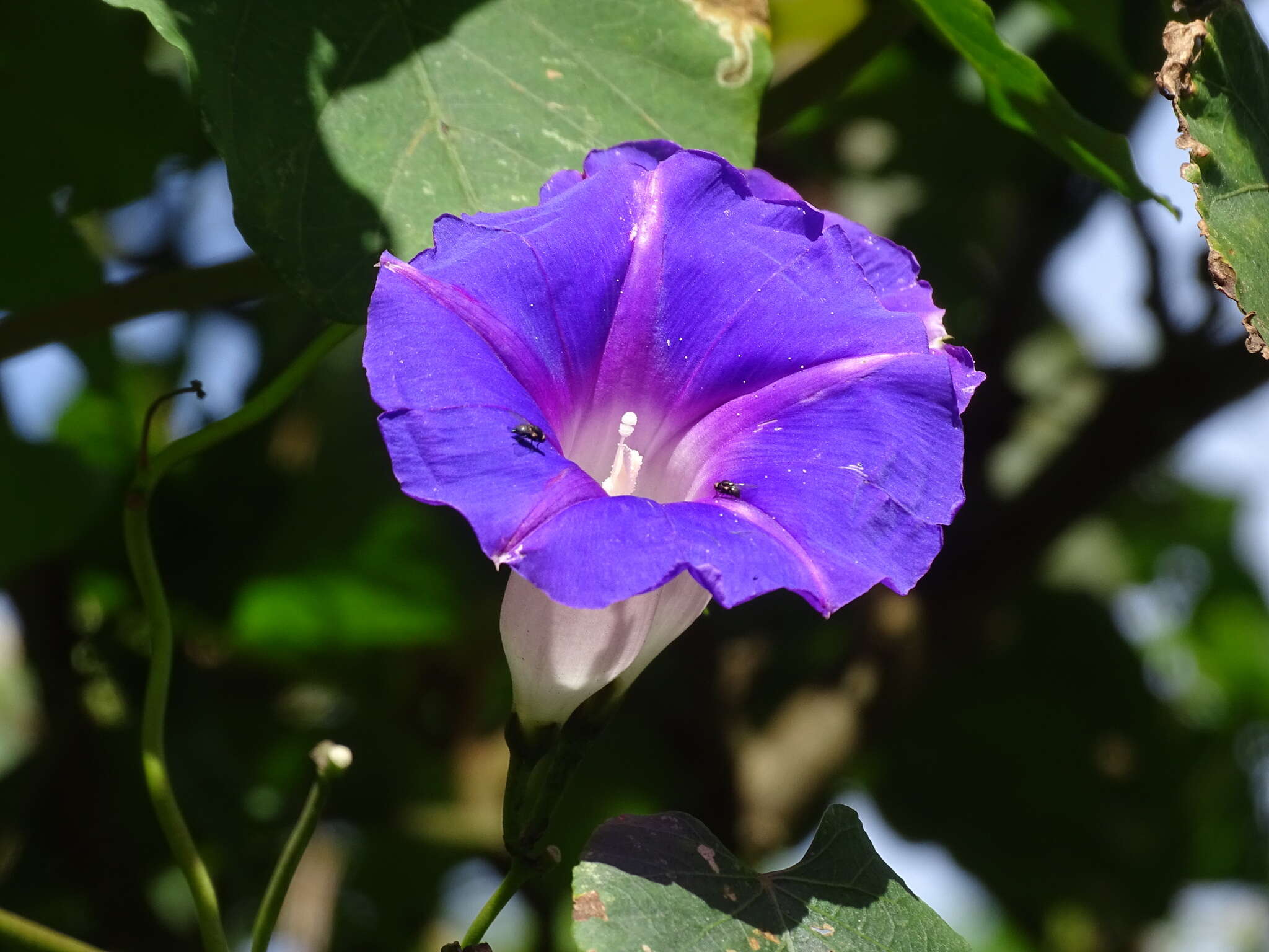 Image of Ipomoea orizabensis var. austromexicana J. A. Mc Donald