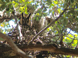 Image of Long-eared Owl