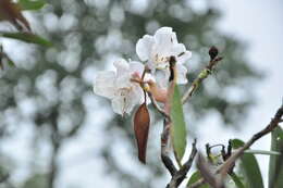 Plancia ëd Rhododendron decorum Franch.