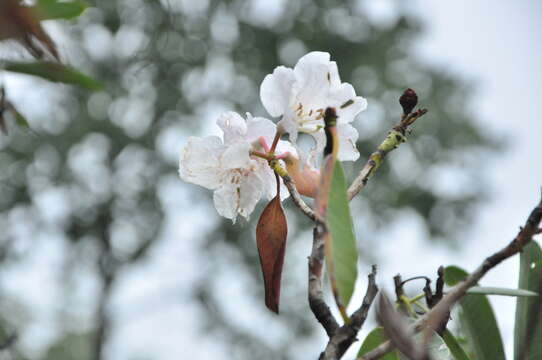 Image of Rhododendron decorum Franch.