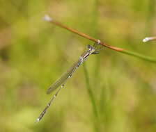 Image of Austrolestes analis (Rambur 1842)