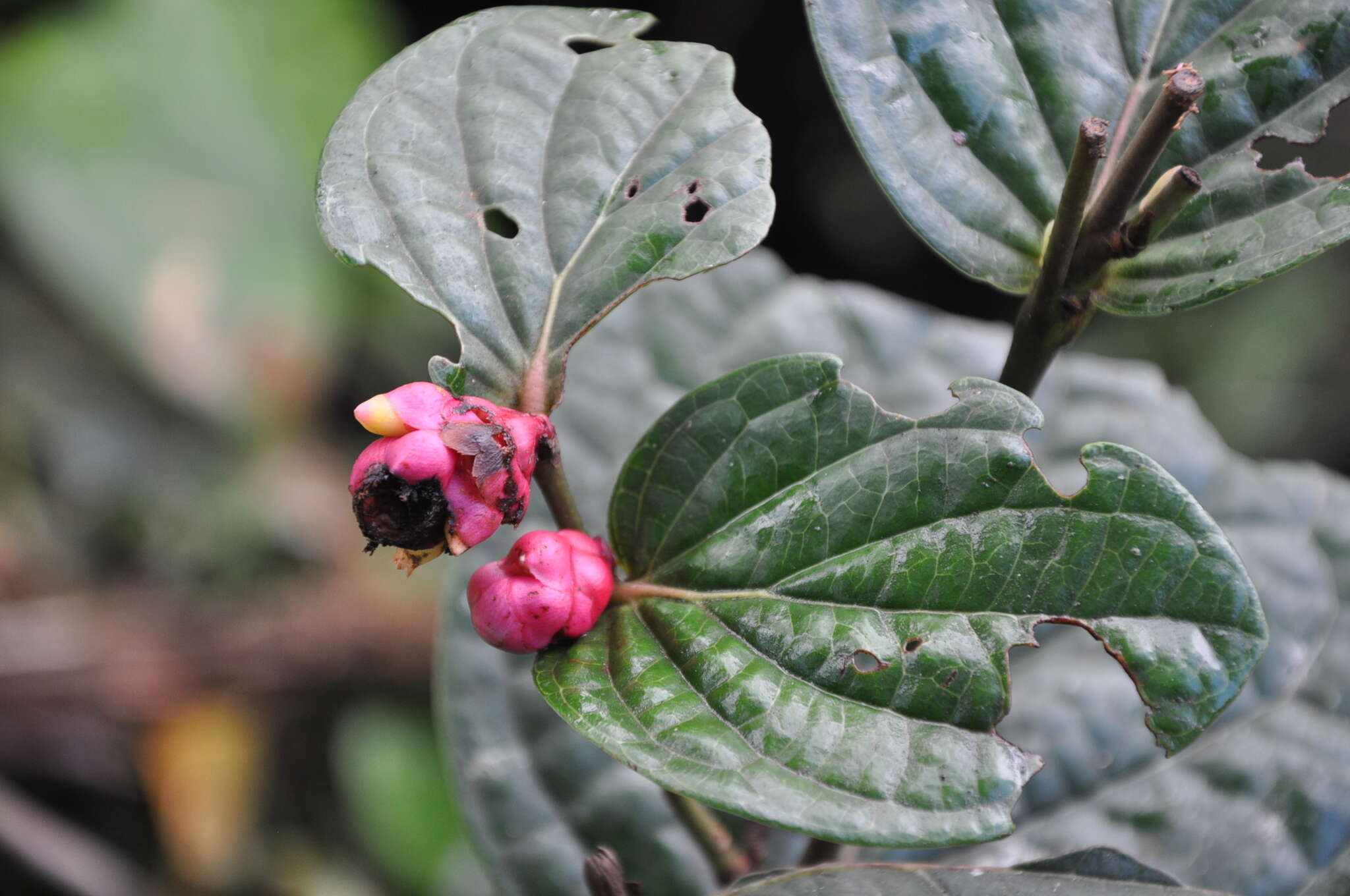 Imagem de Cavendishia axillaris A. C. Sm.