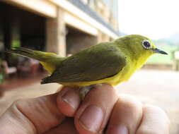 Image of Pale White-eye