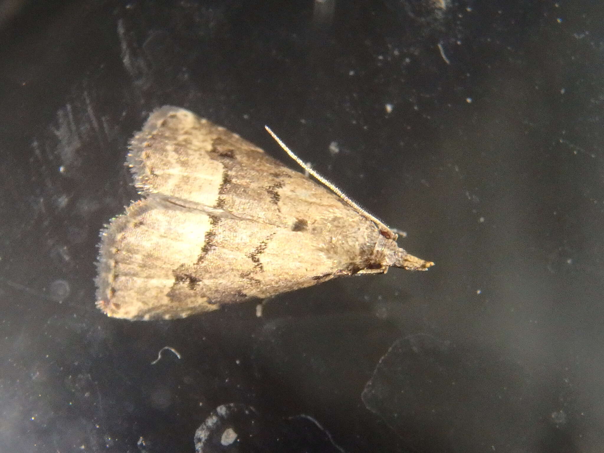 Image of White-line snout moth