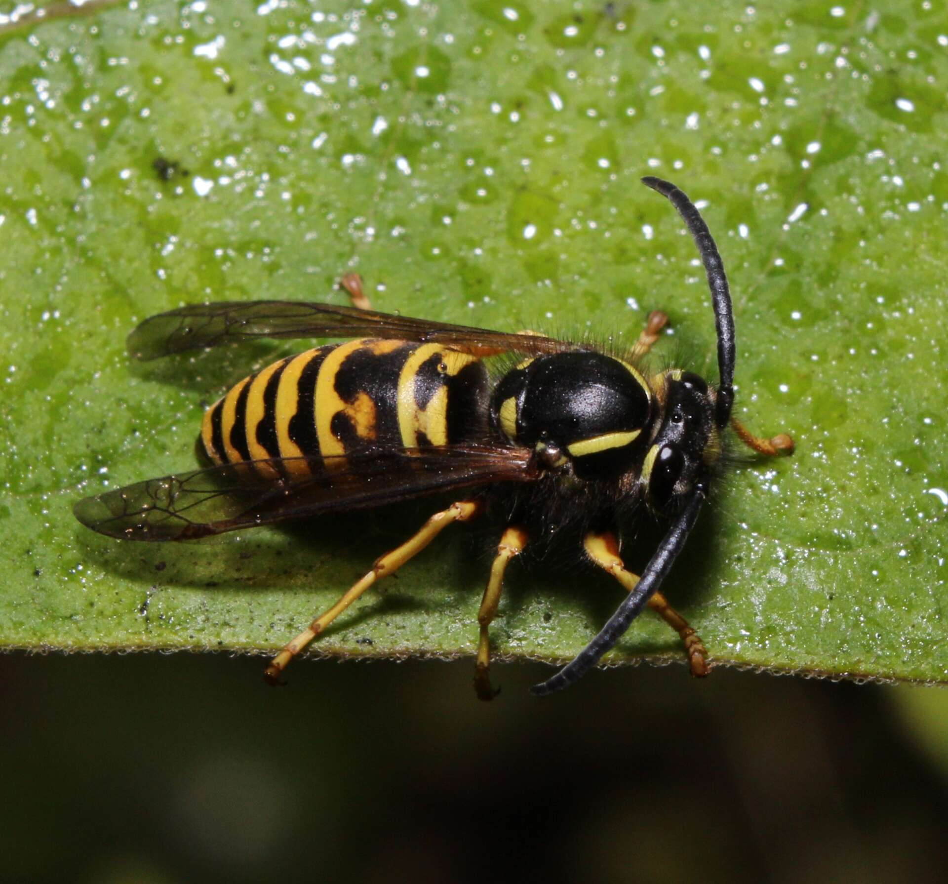 Image of Forest Yellowjacket