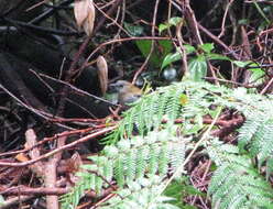 Image of Black-billed Nightingale-Thrush