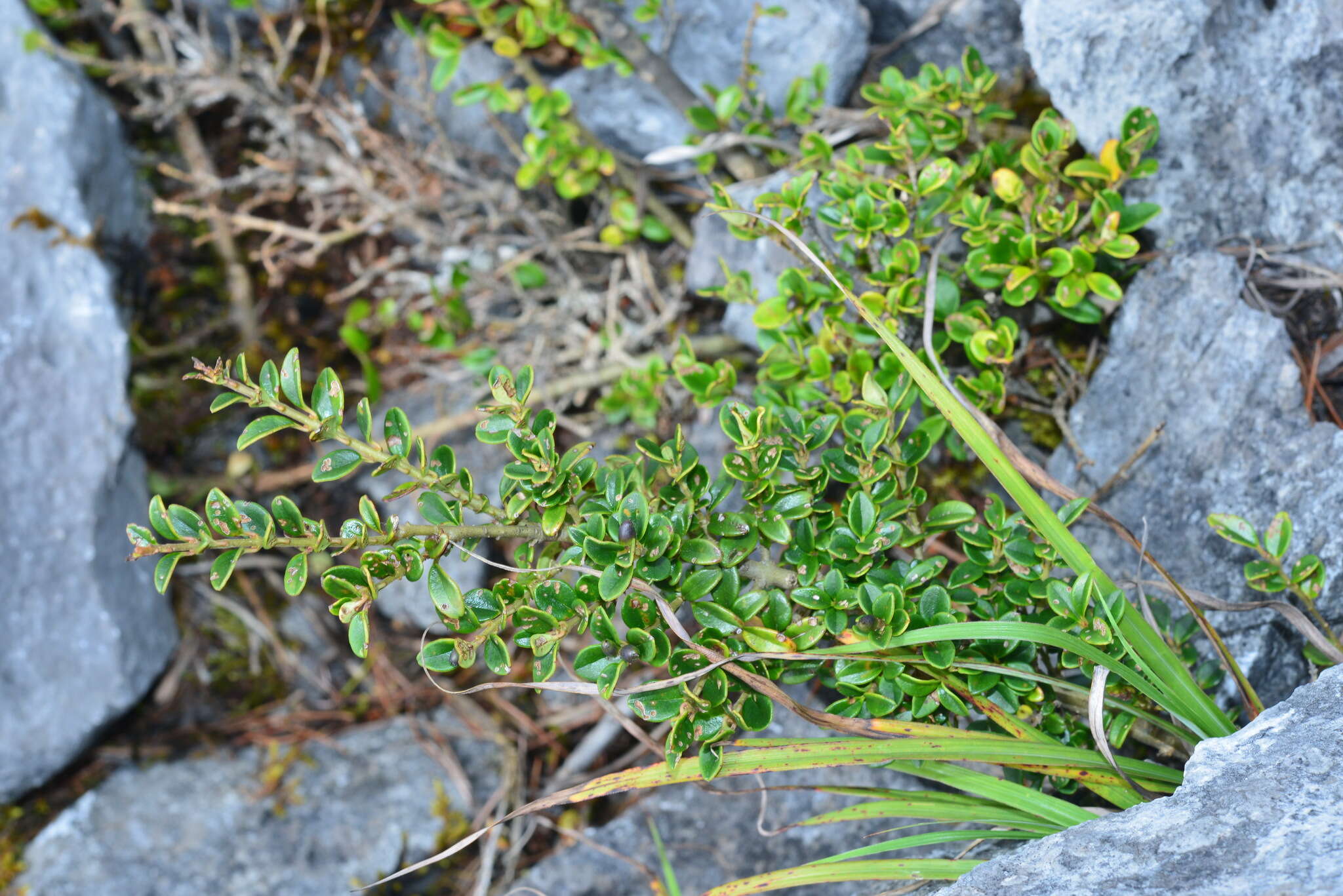 Image of Ligustrum morrisonense Kaneh. & Sasaki