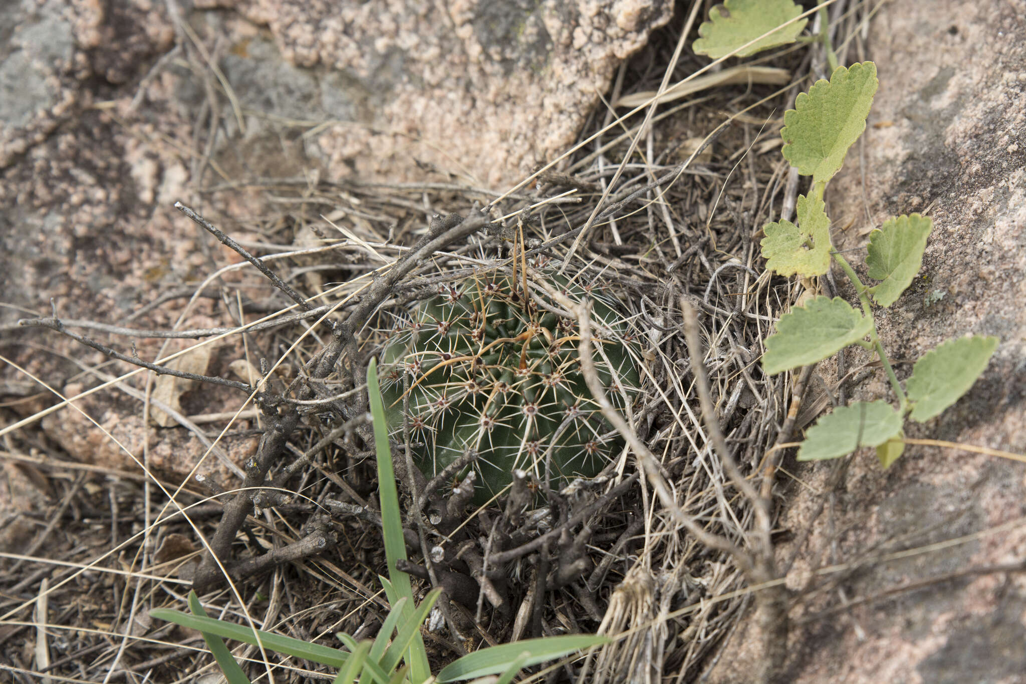 Image of Echinopsis aurea Britton & Rose