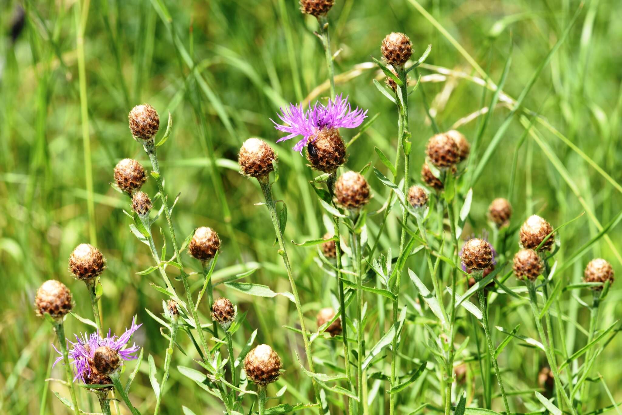 Image of <i>Centaurea gerstlaueri</i>