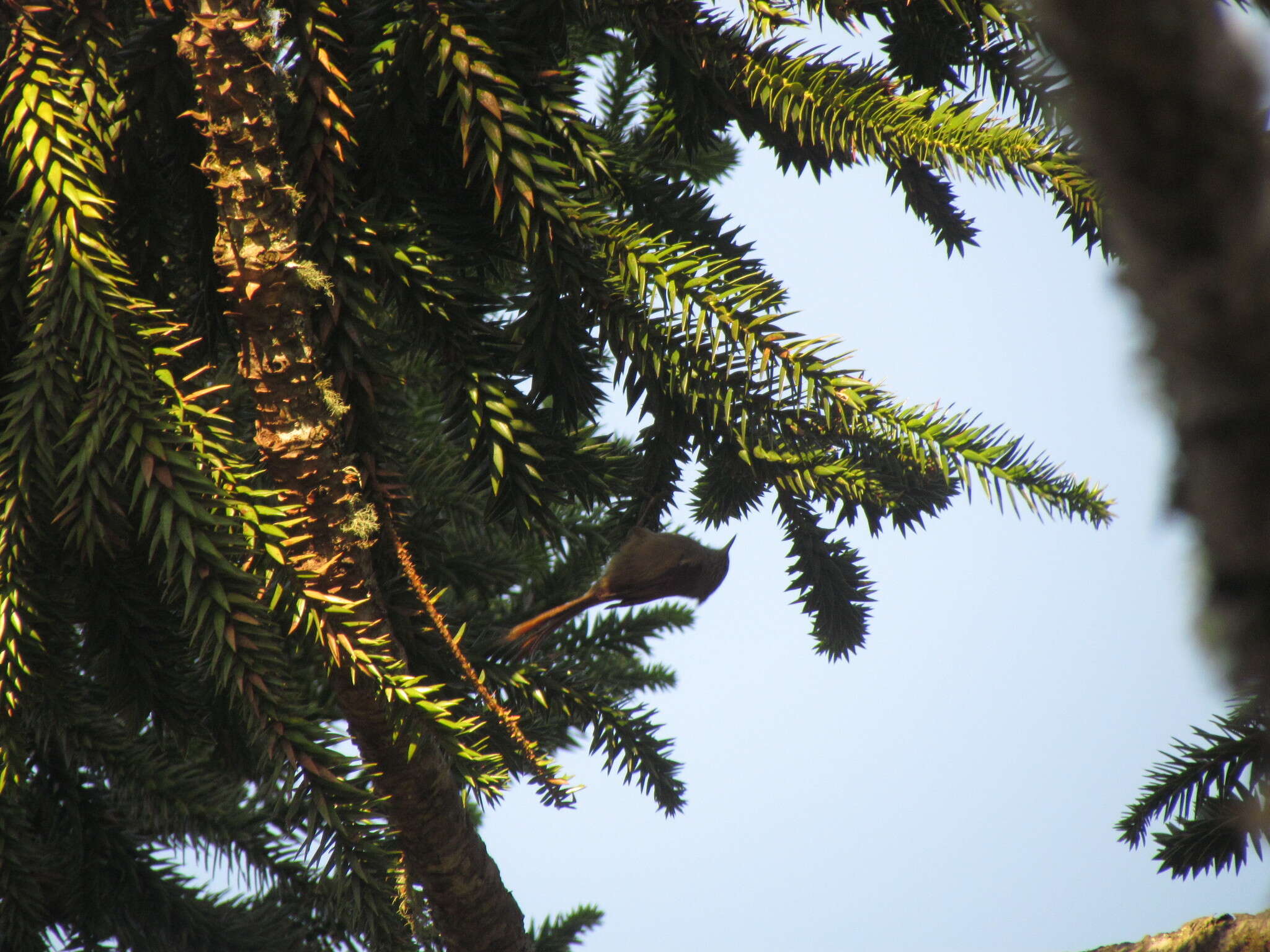 Image of Araucaria Tit-Spinetail