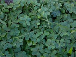 Image of Oxalis bipartita A. St.-Hil.