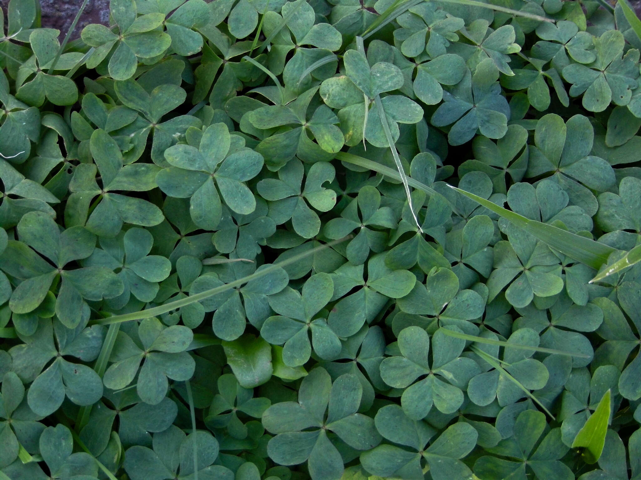 Sivun Oxalis bipartita A. St.-Hil. kuva